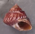 Gibbula albida